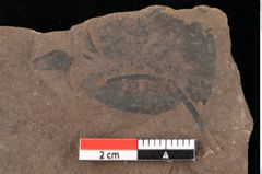 Foto (Detailansicht) von Glyptostrobus europaeus Brongniart (NHMW-GEO-2024-0188-0173)